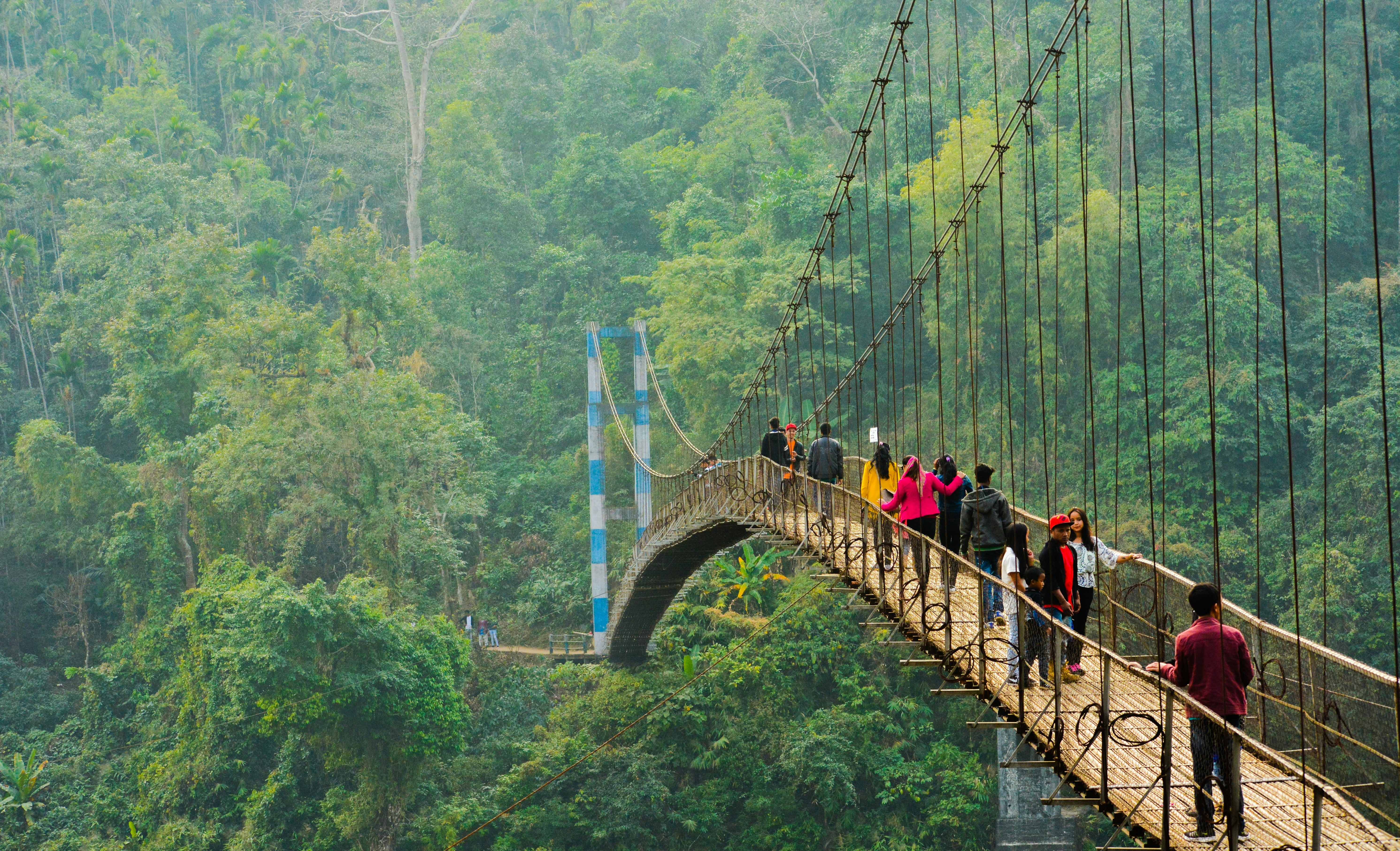 Meghalaya living root bridge